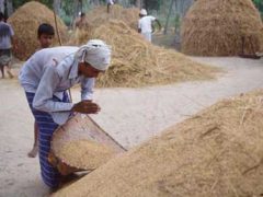 Paddy cultivation in Sri Lanka