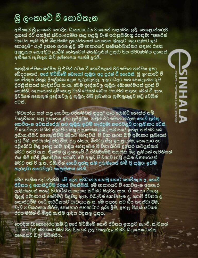 History of paddy cultivation in sri lanka picture