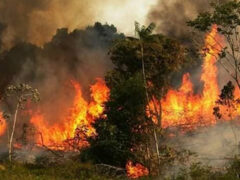 The destruction of the Amazon The destruction of the Amazon