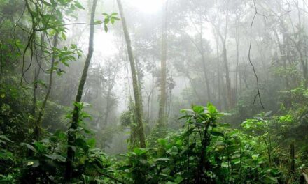 The Amazon Forest